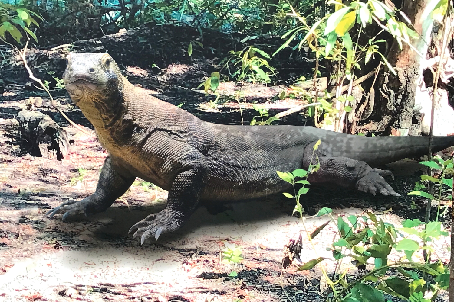 コモドドラゴン（Komodo dragon）「日本唯一の個体を飼育中