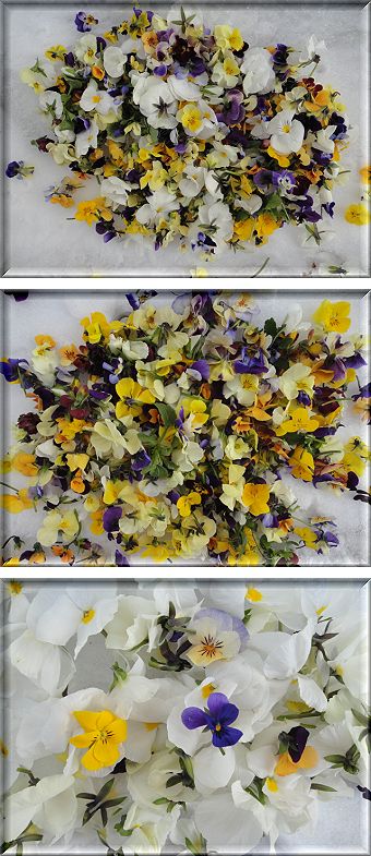 ビオラ、パンジーの花摘み