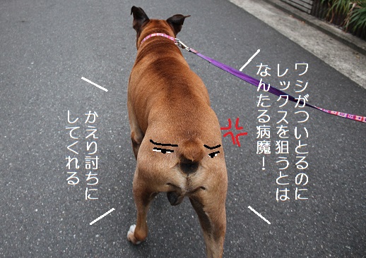 レッチリさま