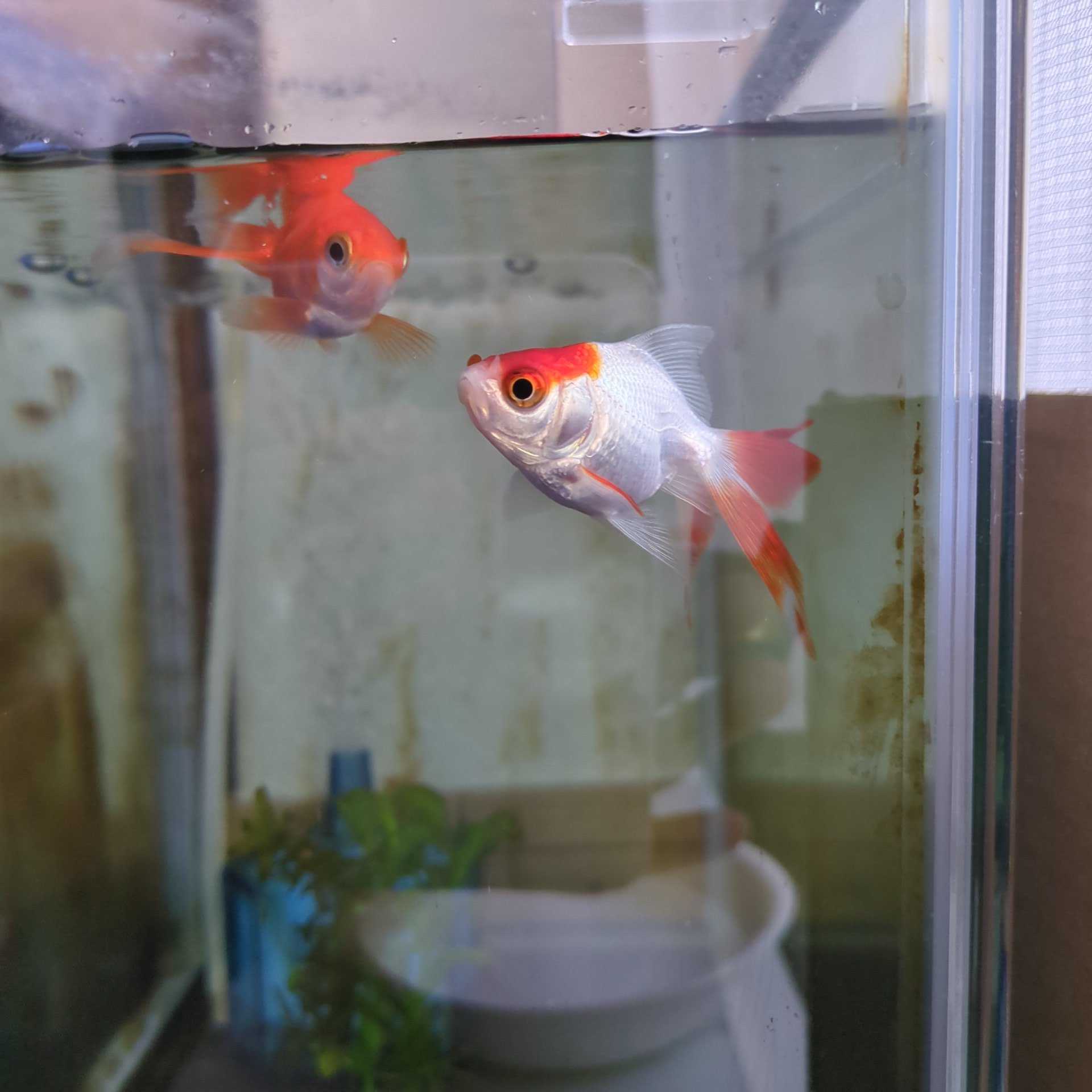我が家の琉金はオス？メス？ | きんぎょ警報！～金魚飼育日記～ - 楽天 