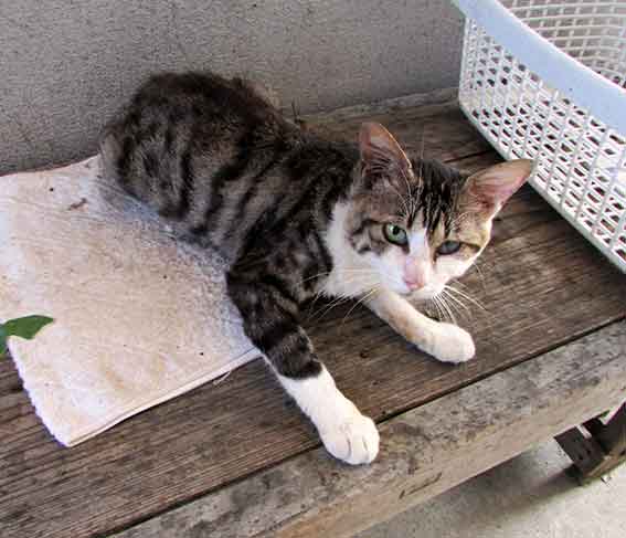 我が家のニャンコ♪2015/8/9-2