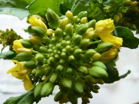 2菜の花花450３.jpg