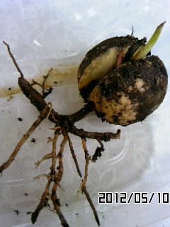 アボっち５・１０