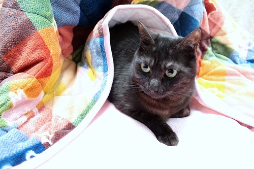 ジュニア (7).JPG