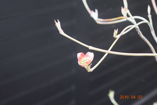 DSC_0005.JPG