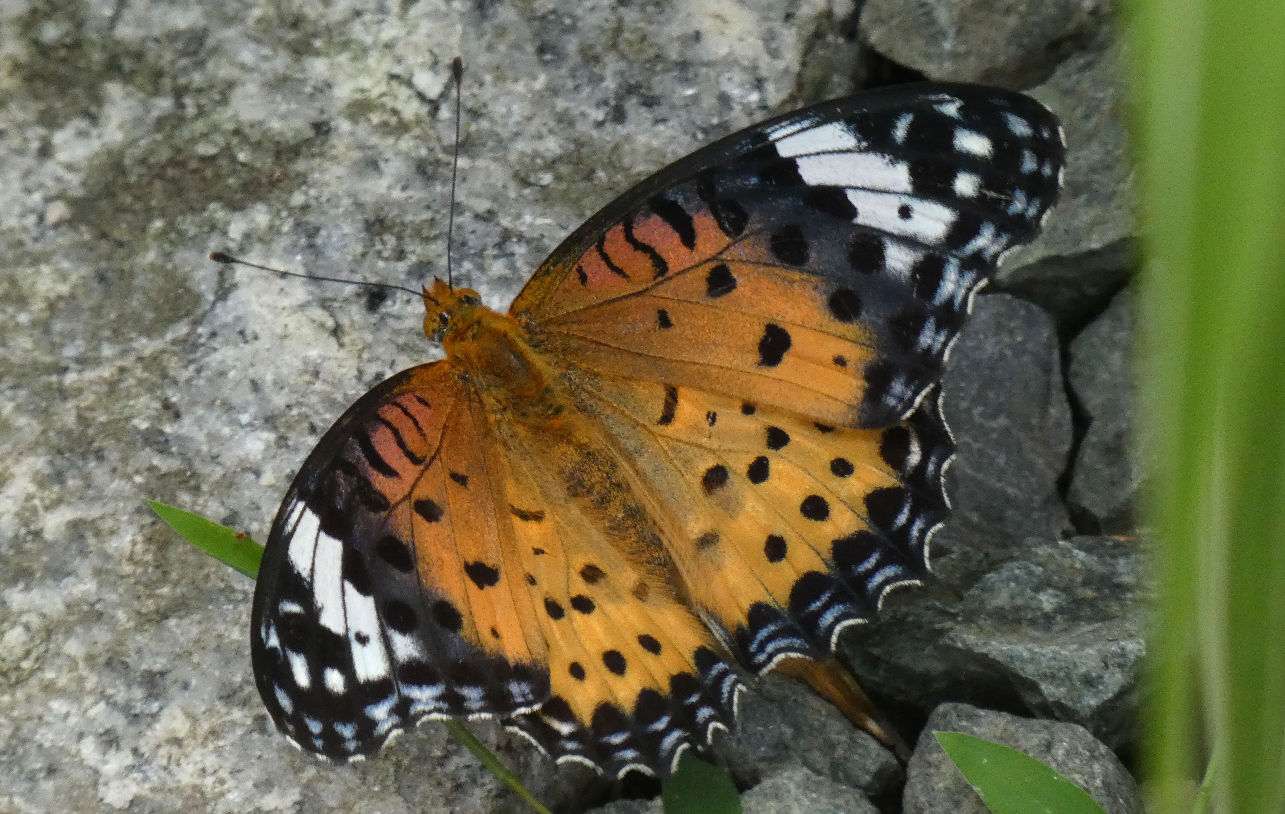 日本 の 蝶 の 種類