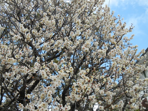 ご近所の梅の花