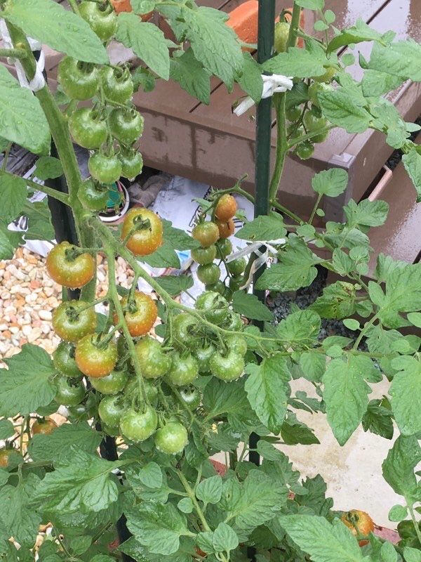 トマトの芯止めと下葉かき ちょびの一坪菜園 楽天ブログ