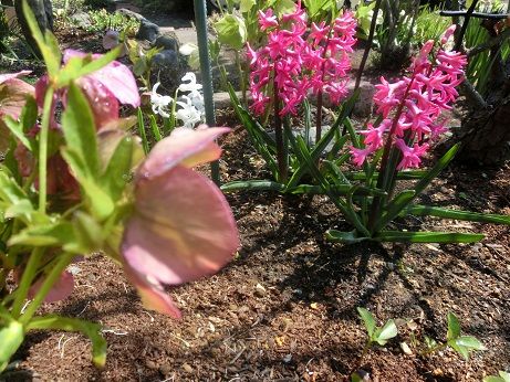 遅すぎたボケの花 赤いヒヤシンスの風景 静かな時が流れる 風の庭 楽天ブログ