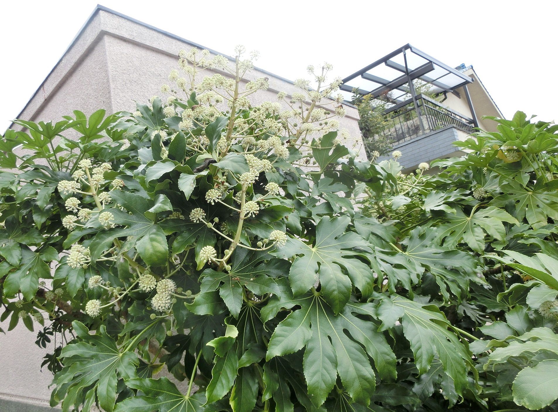 ヤツデ 八つ手 花は雄から雌に変化 だい のひとりごと 楽天ブログ