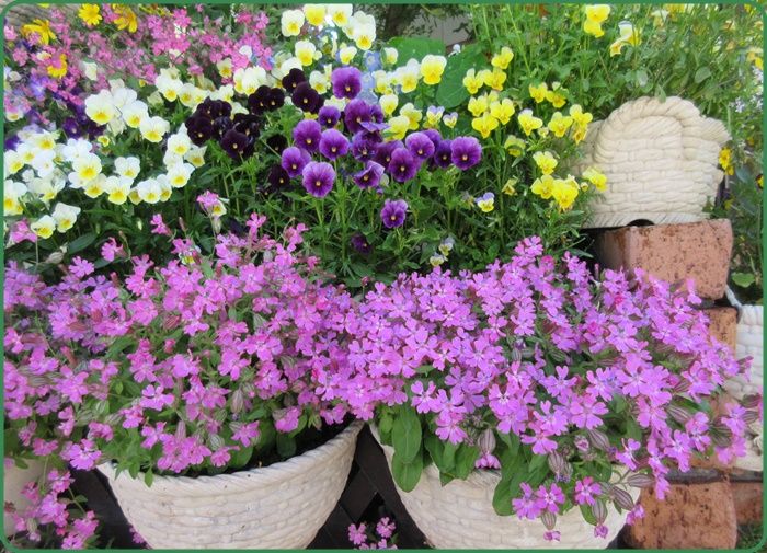 シレネの種類は多い シレネ ユニフローラを池田市で購入 狭い庭を花いっぱいにする育て方 楽天ブログ
