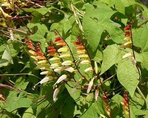 Mina-lobata2.jpeg