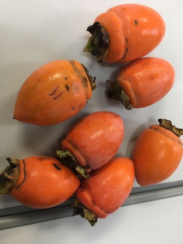 筆柿 しんさくのよもやま話 楽天ブログ