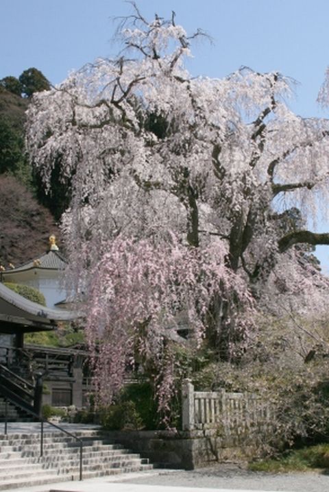 しだれ桜３.jpg