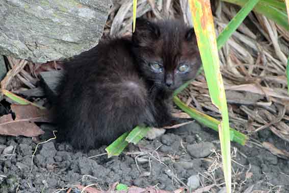 我が家のニャンコ♪2016/06/19-02