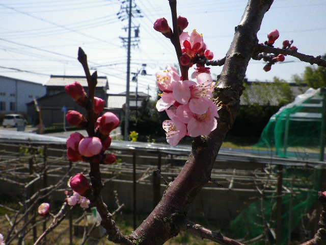 IMGP0014.JPG