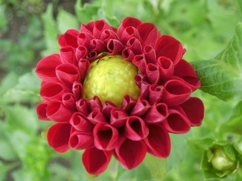 ポンポンダリア