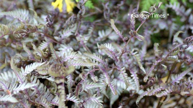 ワイルドウッドツイスト