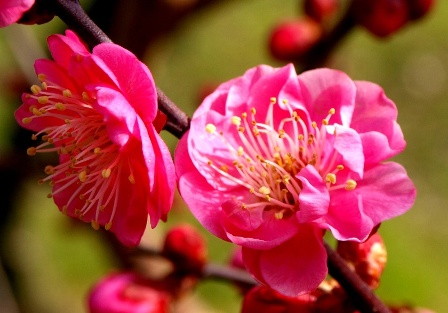 東谷山フルーツの里 梅の香り