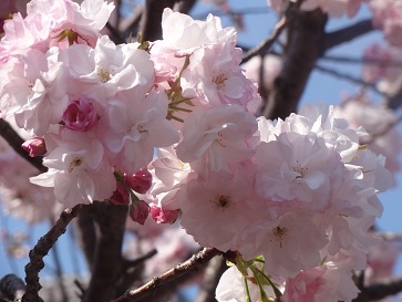 花９.jpg