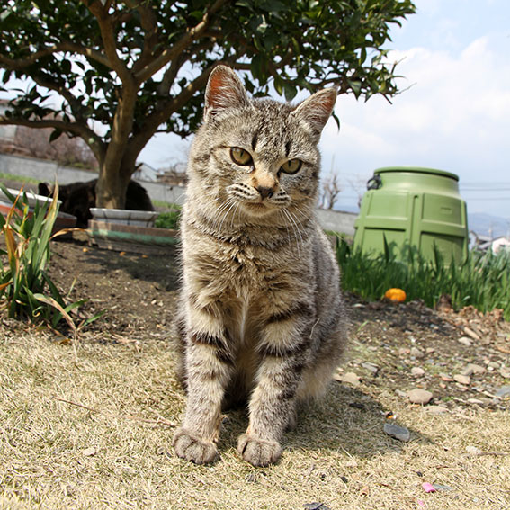我が家のニャンコ♪2015/1/23-3