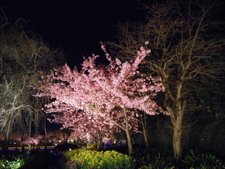 なばなの里の河津桜