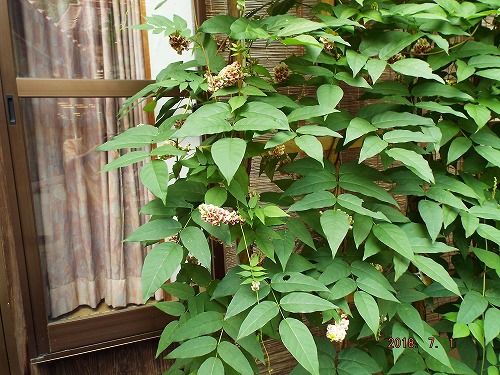 花が見える