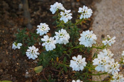 この花 太陽に向く性質からこの名前がついたそうです おとっつぁん いろいろやっちょります 楽天ブログ