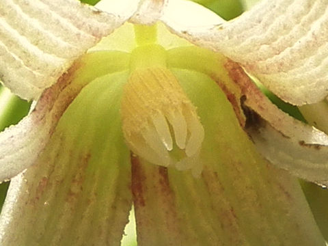 郁子の雄花・正