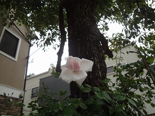 DSC05269.jpg