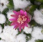 サボテン エルサムhana.jpg