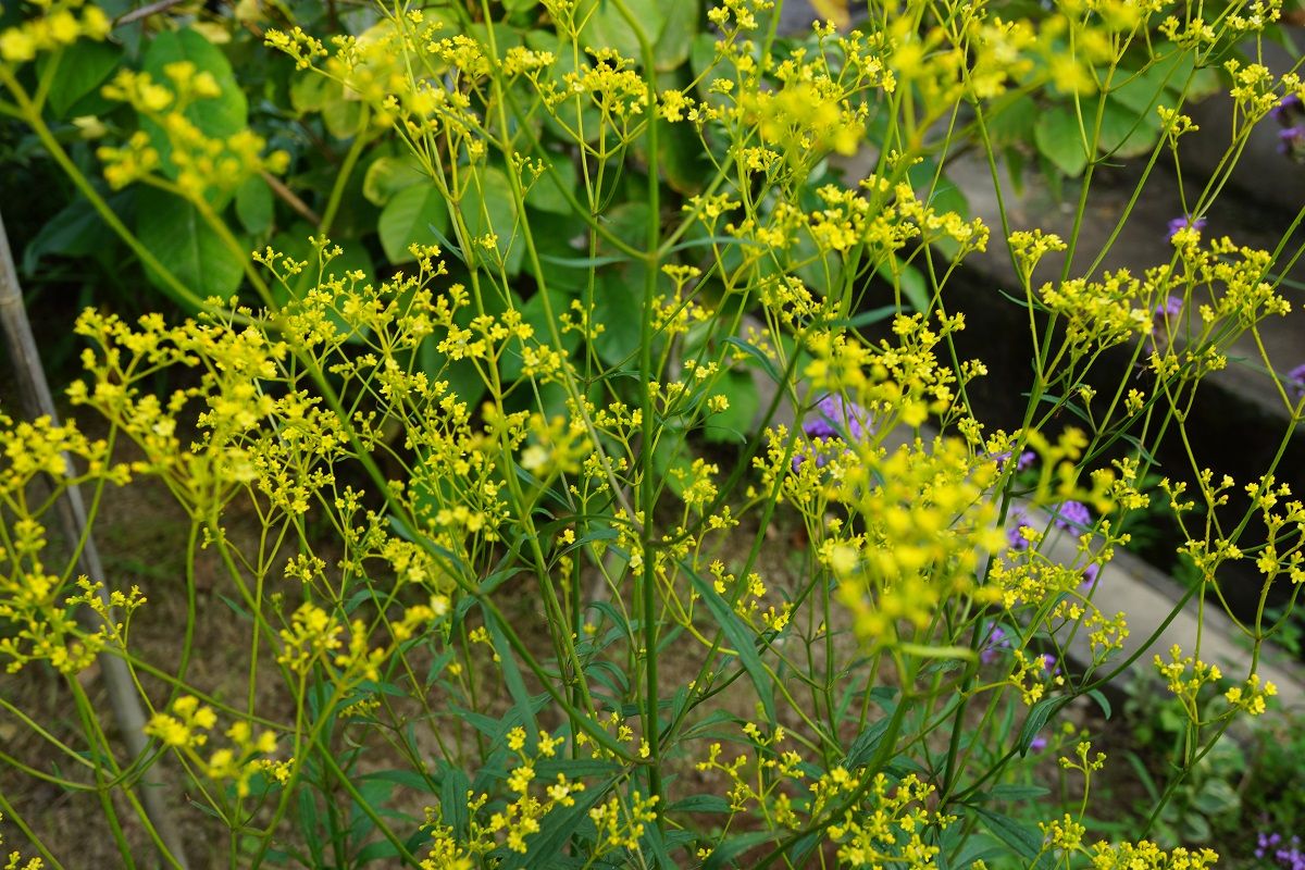 夏は黄色い花 あべいち徒然日記 楽天ブログ