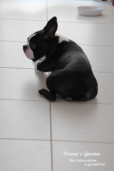 コピー ～ IMG_2912.JPG