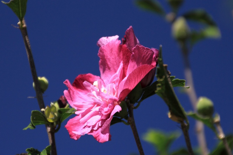 明日香の秋の花_07・槿.jpg