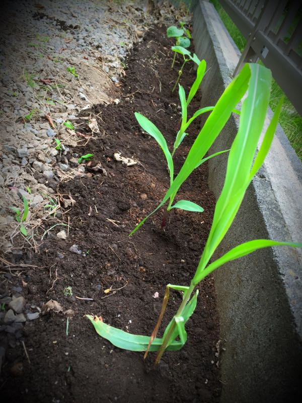rblog-20150605133923-01.jpg