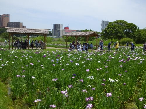 小岩菖蒲園にて