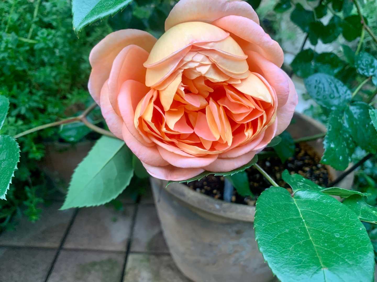 うちの花の撮影 ストレプトカーパス カランコエ サルビア タンザン バラ パットオースチン コモンマロウ クレマチス ジャスミン ホワイトプリンセス Music Land 私の庭の花たち 楽天ブログ