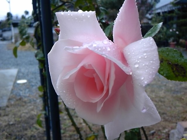 DSC_0666.jpg