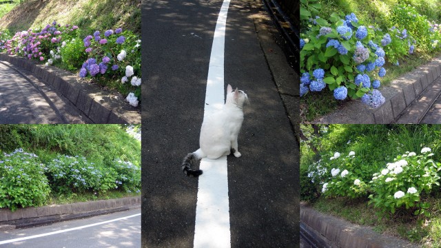 アジサイと猫