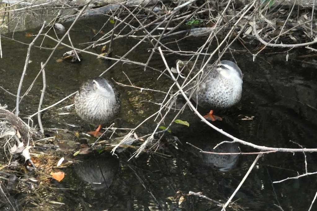 515