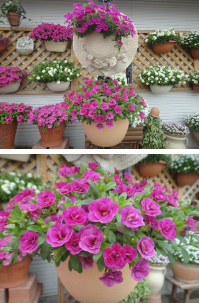 八重咲きカリブラコアも満開です。