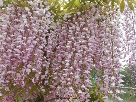 蓮華寺池公園　藤の花