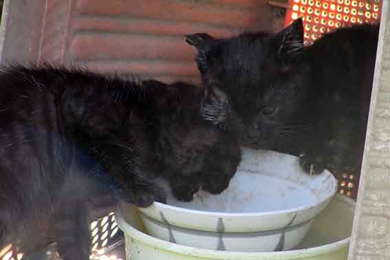 我が家のニャンコ♪2015/11/11-3