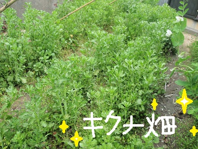 P41111071.jpg