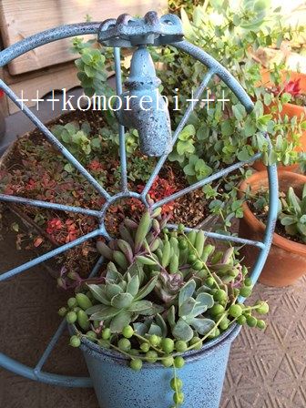 写真 多肉加工名入れ.jpg