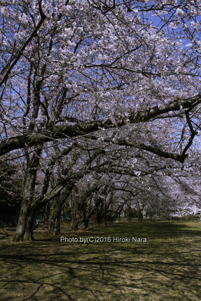 光景　sight0496 桜　サクラ　cherry blossom 春　spring