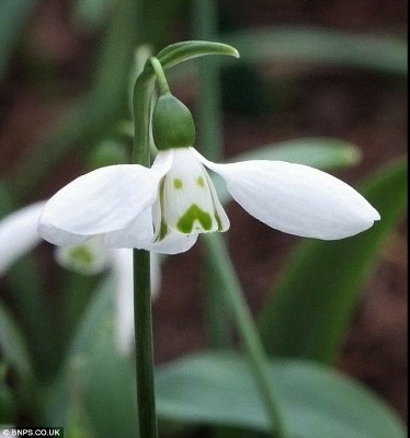 snowdrop01_m.jpg