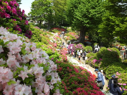 根津神社のつつじ苑