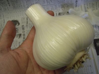 玉ねぎくらい.JPG
