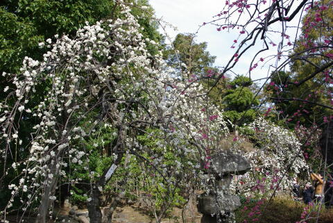 池上梅園